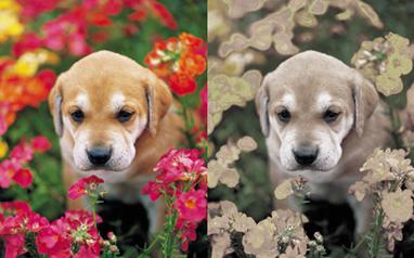 アゲハチョウが飛ぶ日 カラーor白黒 動物達ってどんな見え方をしているのか 犬 や猫 魚や鳥 昆虫等の動物 生き物は一体どういう見え方をしているのでしょうか 動物達の視覚についてまとめてみました Http T Co 3skybxmnc0 Http T Co Agjz7kzl1l