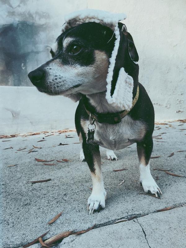 Wishbone got new headgear