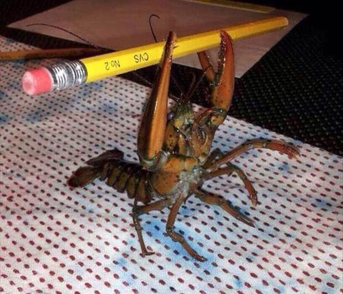 pal_is_tineflag's tweet image. Viva la revolution #LGOD