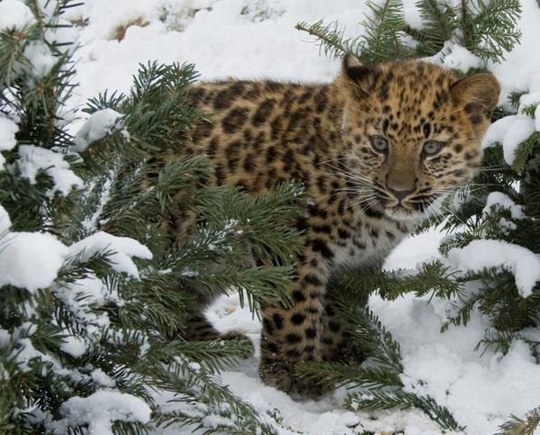 Protect_Wldlife's tweet photo. A beautiful Amur Leopard cub. http://t.co/g8kJaxxq79
