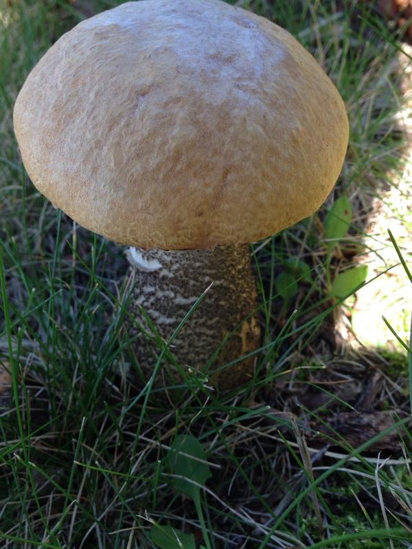 Sapporokinoko 今日のキノコ 石狩のゴルフ場の白樺の付近にはキンチャヤマイグチが フェアウェイにはノウタケが至る所に生えていた ノウタケをボールと間違えた奴がいた Http T Co Cimwpfsw5m Twitter