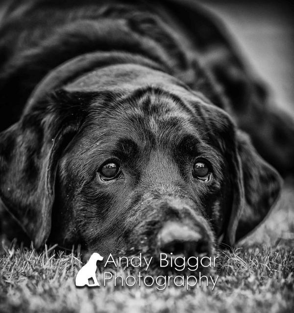 AndyBiggar's tweet photo. #dogphotographer Here is a stunning #labrador photographed recently in #scotland Have a great day everyone :) http://t.co/ieP5nquBN7