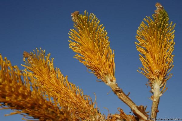 ‘Red Centre’ is blossoming. Uluru Kata Tjuta National Park ...bit.ly/Y8v8jy