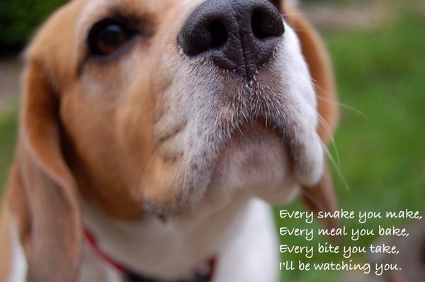 I'm just a simple beagle on toast patrol....