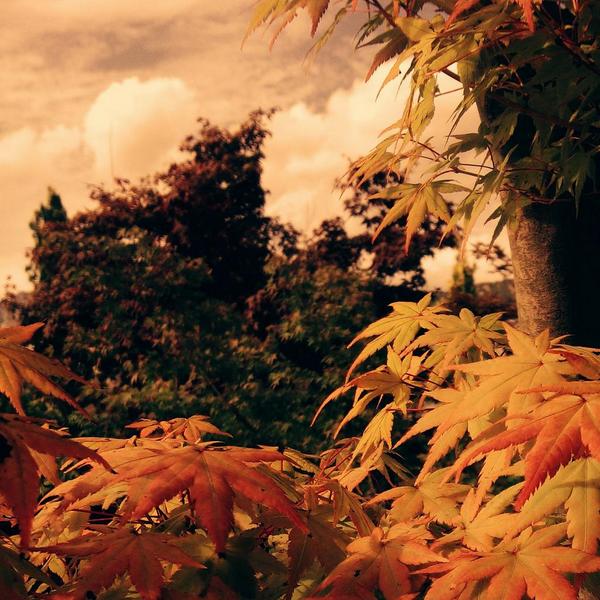 Una visión de Acer palmatum 'Orange Dream'.