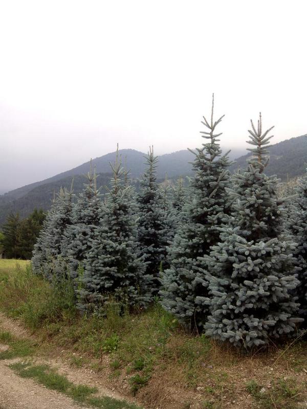 Picea pungens 'Hoopsii'