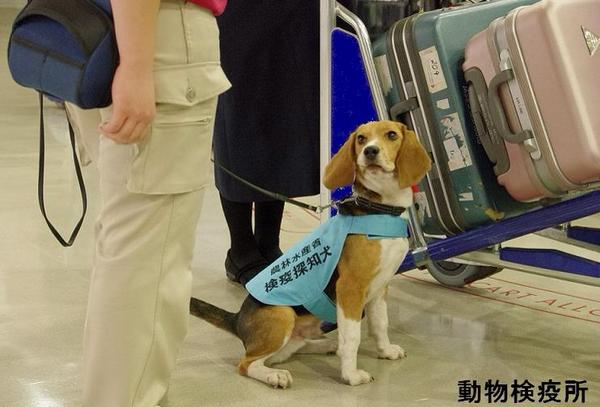 阿銀 Agin 羽田空港では同じビーグルが検疫探知犬として仕事してたな 果物とか肉の入ってる荷物を見つけて ウォン って一発吠えて係員に教えてた 荷物の持ち主の男性は 顔面蒼白 冷や汗ダラダラだったよ 麻薬犬じゃないんだからそんな緊張しなくて