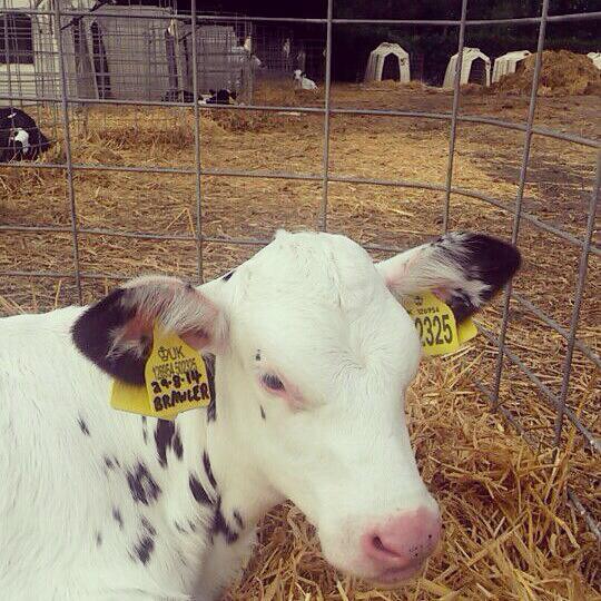 UnemployedFarm's tweet image. One of the dairy calves here at uni #teamdairy #cows #calf