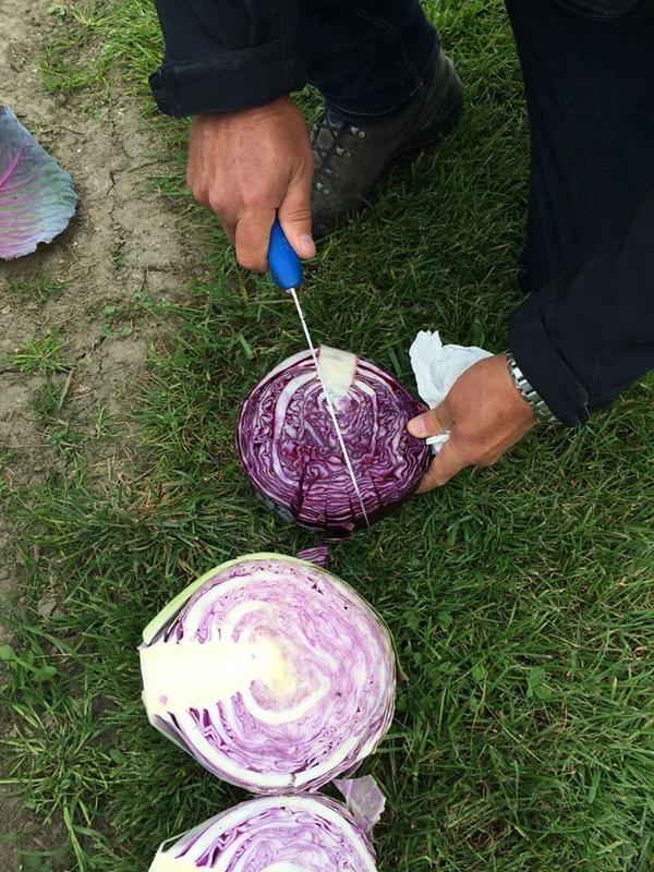 Syngenta's tweet photo. A beautiful novelty at #OFDD: a red cabbage that doesn't bleed when cut - perfect for salads. Watch it in Andijk! http://t.co/De00zNbXQo