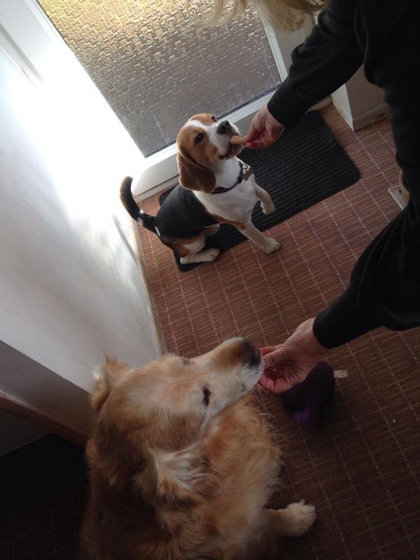 🐶 went to see Dalton today. Hes a funny old dog 🐾