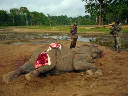 Facing the #Elephant crisis: a detailed report published on #Environment #China mag: goo.gl/etWW5s #wildlife