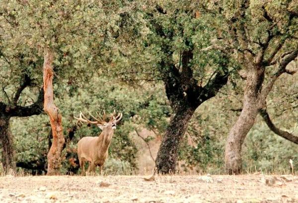III festival del ciervo #cabañeros 17,18  19 octubre no l pienses!! @turismolamancha @EcotourismLife @toledonoticias