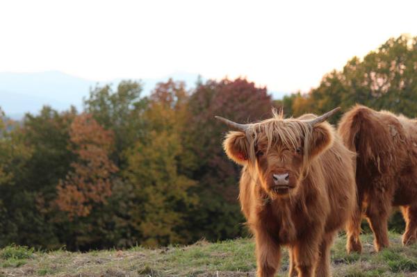 Courtneykabot's tweet photo. He looks like Fergie, the Scotch Highland from Allenholm! RT @VermontLife: #vt #plainfieldvt #foliage #cattle http://t.co/TZsoCBRuzz