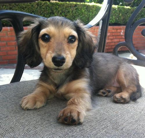 BabyAnimaIsPics's tweet photo. I need this lil guy http://t.co/a4SCYPuMDI