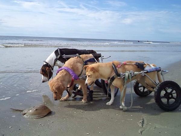 llengueta's tweet photo. RT @Elverojaguar  #3deVuit
http://t.co/zTPilVywuc