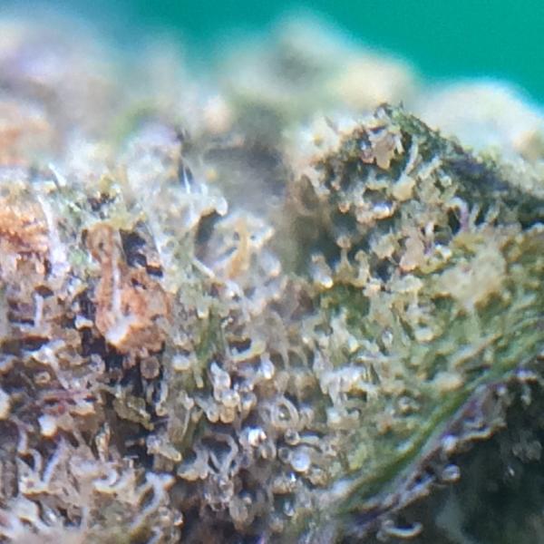 StraightCarnage's tweet photo. Fucking dank. @MassRootsApp @HylerF #massfam #masslove http://t.co/w8k1tsbMbc