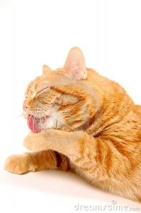 BlumVet's tweet photo. Hairballs. Ick! Curious how to prevent your #cat from getting them? http://t.co/MpKEE1ooKR http://t.co/wehMtopDNd