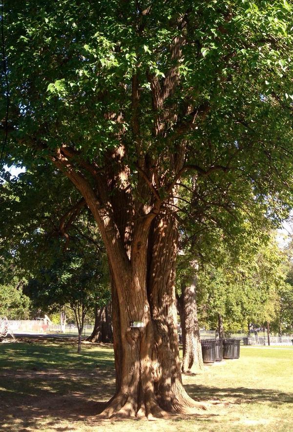 Did you know trees could sing? With a smart phone, they do at Centennial Park! <a href="/nature_TN/">The Nature Conservancy in Tennessee</a> 
gcanews.com/trees-have-a-v…