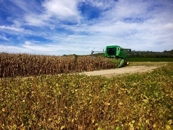 t_ro37's tweet photo. @ArlanFF101 Corn harvest 2014. Moisture 14.6-15.7. Test weight 58-62.  Looking good so far! #centralMO #riverbottoms http://t.co/K0yR1e8fsK