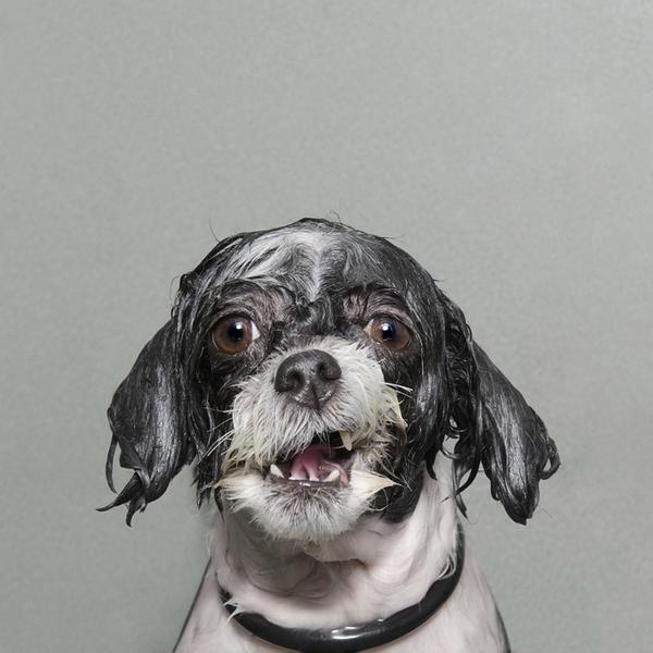 WIRED's tweet image. Hilarious photos capture the complex emotions of the wet dog wrd.cm/1u2gHu8