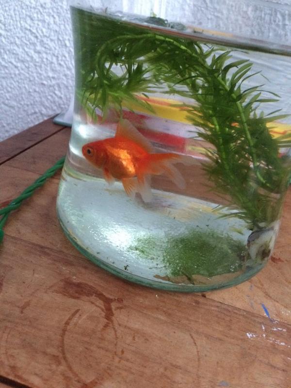 MWenselaar's tweet photo. ontmoet boris http://t.co/YxeI7Yius1