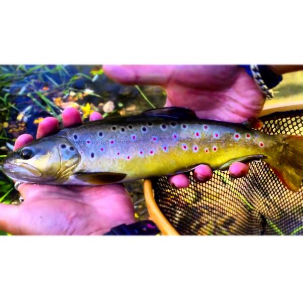 Wish4FishTV's tweet photo. TBT Beaver Creek had the most beautiful Brownies! Video is up on our YouTube channel. #browntrout #flyfishing #w4f http://t.co/RoMc7Ly6pw