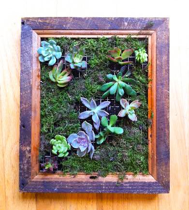 florabrookny's tweet photo. The new #succulent living wall frames by #florabrook.  Coming to the website shop soon! http://t.co/4fs1Yp1zAm http://t.co/TLvVdXG4rw