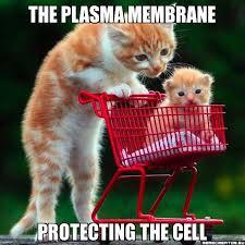 OfficialPlasMem's tweet photo. @murphyapbio Protecting the cells vital organelles with a little TLC #kittens http://t.co/CpsH0SXnla