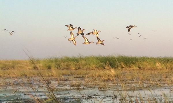 KandGoutfitters's tweet photo. We get them up and close! Book us now for big duck season in central Kansas! #wekillducks #followus @BeavrCreekCalls http://t.co/zUeupfxcCK