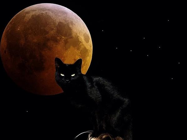 The Cult Cat (@elverojaguar) on Twitter photo 