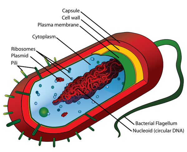 team_centriole's tweet photo. #throwbackthursday to when a nucleus was not needed to function #prokaryotes http://t.co/rT2iLpJE0a