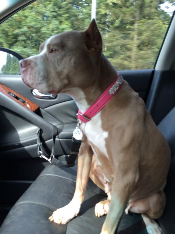 Gidget on her way to the vet to have a couple possible medical issues checked out. Fingers crossed it's not serious!