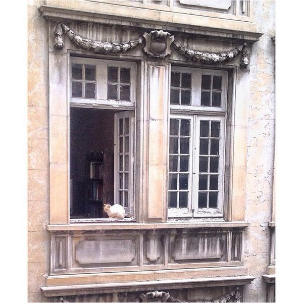 CarynBl's tweet image. El gato. #cat #window #edificiovizcaya #df #mexicocity #distritofederal #hermoso #arquitectura #francia #ventanas...