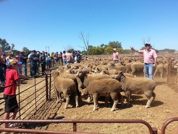 MichaelOakes5's tweet photo. Off shear sale at Minlaton underway.@stockjournal . http://t.co/YGmvfpNorV