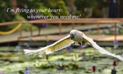 xNorthernWolfx's tweet photo. A #Quote to your heart by my loving #WolfMomma @GBMadellDuce each time you all follow I be like her #WolfLove http://t.co/SXbsDVgN6q