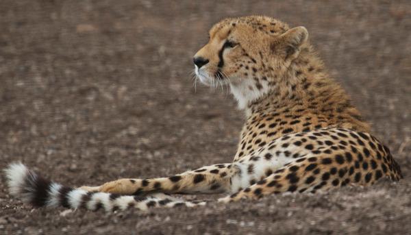 RunningFromMoos's tweet image. Camping with cheetah in Africa's most famous park: bit.ly/1mvy5Gq
#Tanzania #Serengeti