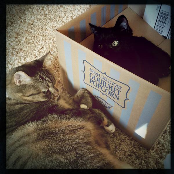 mothermade's tweet photo. So, today, we received a surprise from @GarrettPopcorn. Our cats were excited about the box. #Garrett65th … http://t.co/yCVYsLgjd3