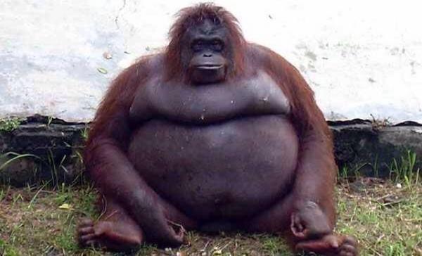 CoolestCritters's tweet image. Rt if dis look like u