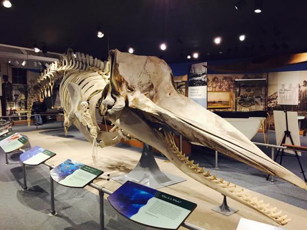 NoyoCenter's tweet photo. Amazing visit to the @whalingmuseum in New Bedford. So many great ideas to bring back to Fort Bragg! #bluewhale http://t.co/XkRh9RyqbX
