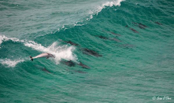 Surfing in Byron Bay! #dolphinsbyronbay
