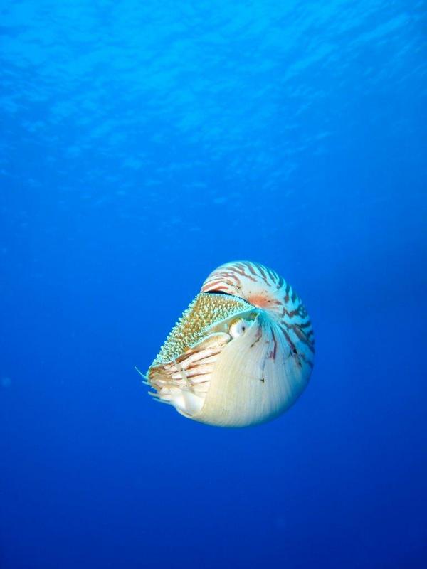 gbrmarinepark's tweet photo. #PhotoFriday Nautilus #GreatBarrierReef #photography #spiralshell #scubadiving http://t.co/QrSRXR5a09