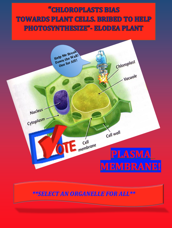 OfficialPlasMem's tweet photo. @cooloplast @murphyapbio NEWSFLASH CHLOROPLASTS ARE BIAS TOWARDS PLANT CELLS ONLY! BRIBES! EXTORTION! CORRUPTION! http://t.co/AfLJ4SpJ3V