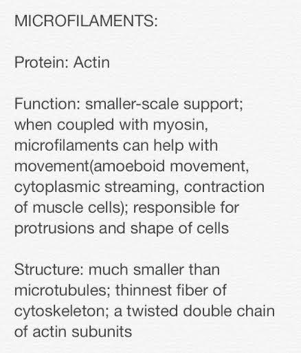 Cytoskeleton72's tweet photo. #microfilaments #murphpak http://t.co/RGtyK5ZzWM