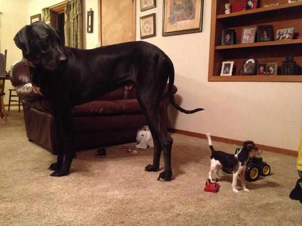TrueRanch_Girl's tweet photo. My Great Dane compared to my brothers new dog..😂 http://t.co/qMkW5QoViN