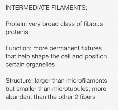 Cytoskeleton72's tweet photo. #intermediatefilaments #murphpak http://t.co/i4ADWbWhC3