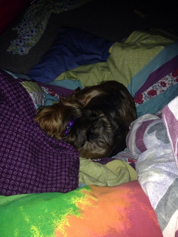 lilly_seiders's tweet photo. My baby always right next to me for when she goes to bed:) http://t.co/K0H2IsXZUG