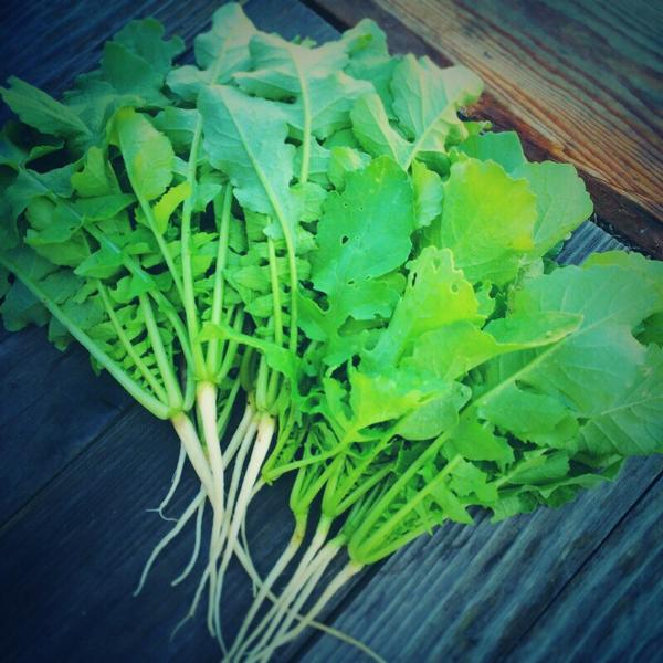 Haischlib 大根間引き菜 Ar Twitter