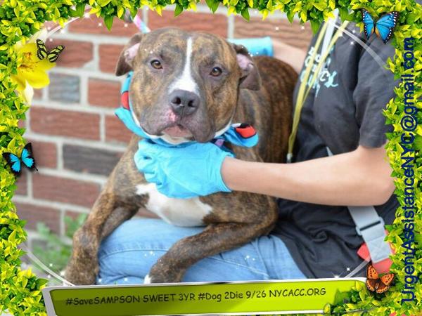 Garfieldmiaows's tweet image. #SaveBETTER 3YR #Dog 2Die 9/26 @NYCACC #Hero 2 #Adopt Online #Foster 4 #Rescue #Love $150 2NH
facebook.com/Urgentdeathrow…