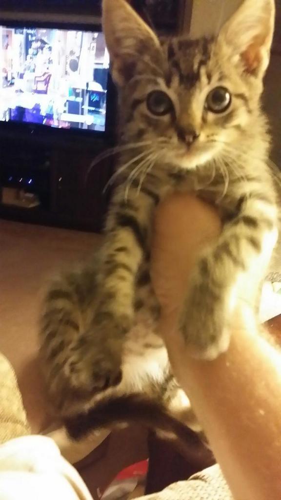|| Heyo.
Sorry I haven't been on.
Good news? I got a cat and she is my world.