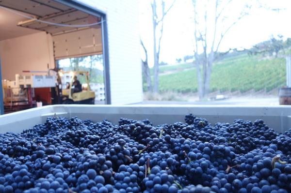Ch24vineyards's tweet photo. Quest for balance in the cellar. #dayinthelife #harvest2014 #chapter24vineyards #PinotNoir http://t.co/aQlBYDrKrV